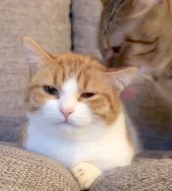 茶葉ちゃんにグルーミングしてもらう茶太くん