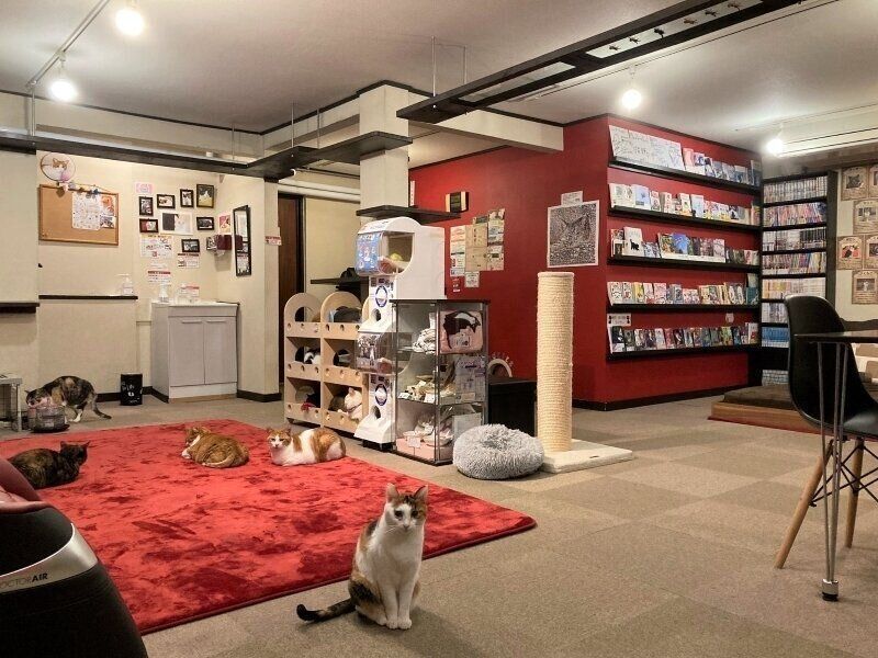 猫と一緒にゆったり読書を