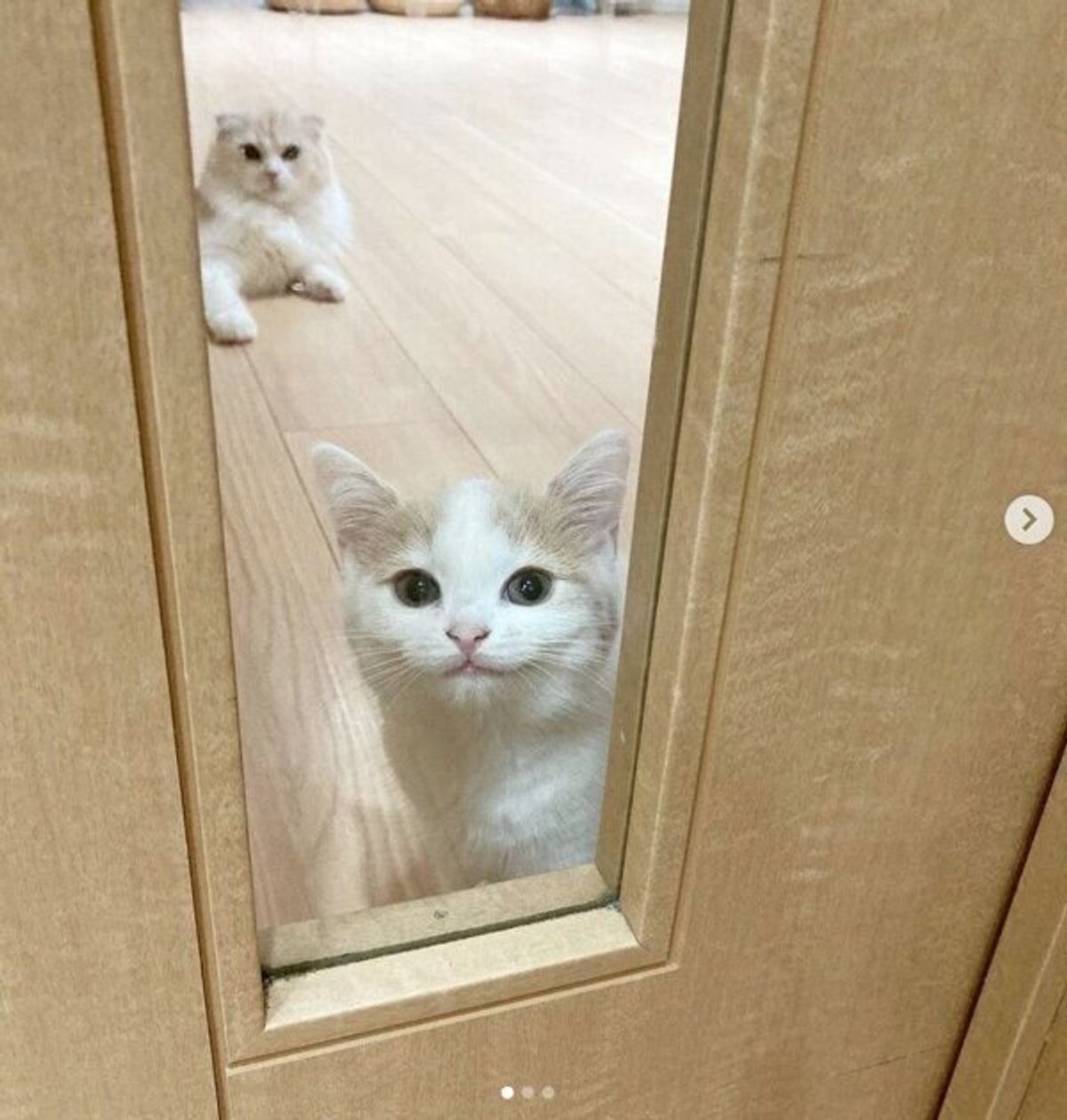ギュウギュウになって ごはん待ち する3匹の猫 必死な姿に 可愛いが渋滞 してる ねこのきもちweb Magazine ギュウギュウになって ごはん待ち する3匹の猫 必死な姿に 可愛いが渋滞 してる ねこのきもちweb Magazine