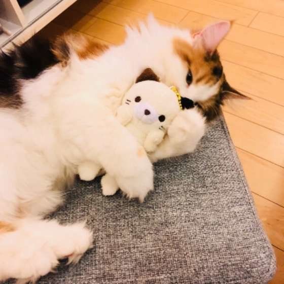 ぬいぐるみを抱きしめるムーシャ