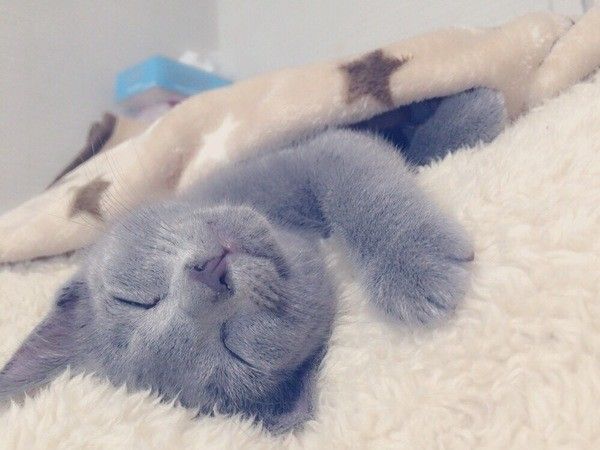 ふわふわの布団の上で気持ちよさそうなロシアンブルー