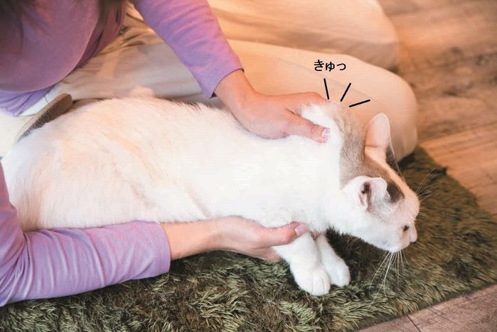 あなたもできる! 抱っこが苦手な猫でも嫌がりにくい「抱き方」3つのコツ|ねこのきもちWEB MAGAZINE
