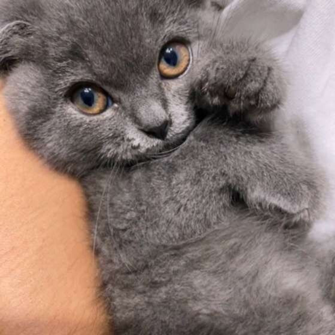 猫が寂しいと感じる時は 猫がかまって欲しい時に見せるサイン ねこのきもちweb Magazine 猫が寂しいと感じる時は 猫がかまって欲しい時に見せるサイン ねこのきもちweb Magazine