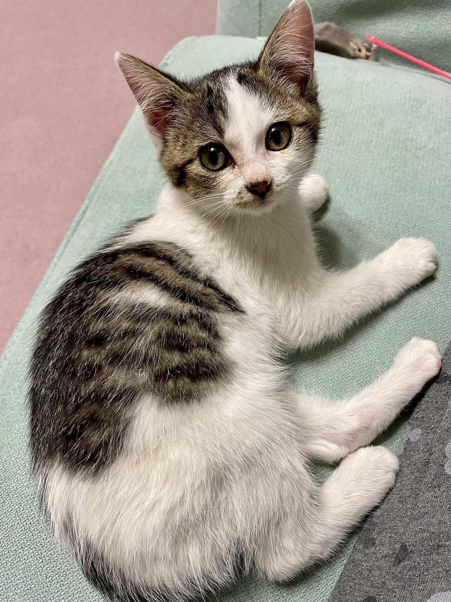 お迎え当時のメルちゃん