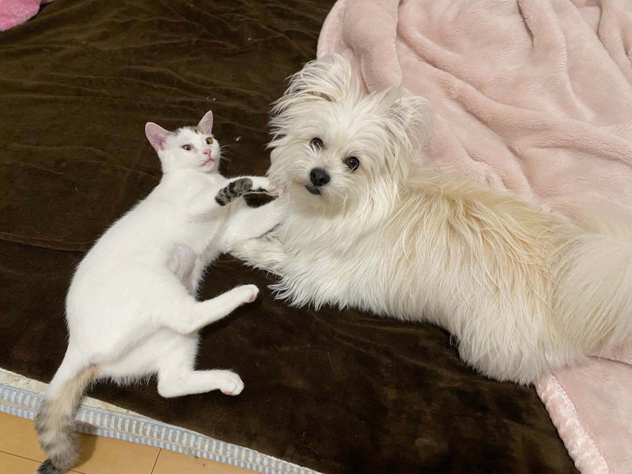 仲良しなししゃもちゃん、おちゃづけくん