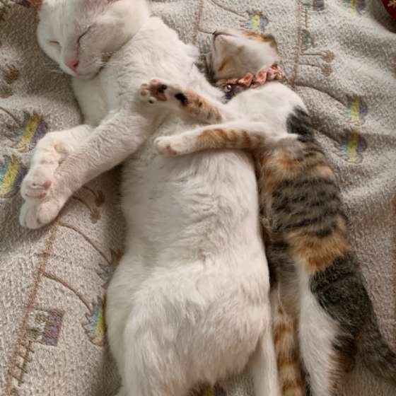 にゃん汰くん MIX　白