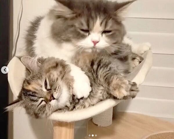 べったりくっつくあおくんとおはなちゃん