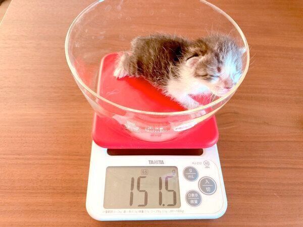 体重を量るししゃもちゃん