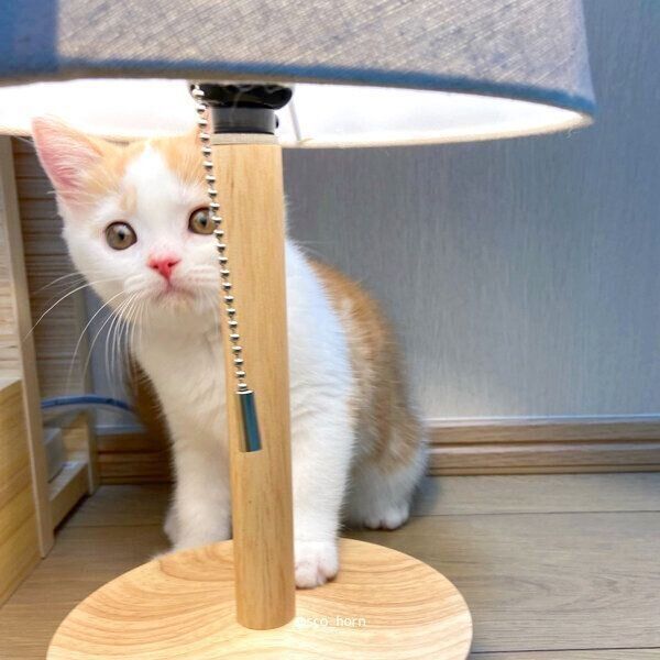 家に来たばかりの頃のホルンくん