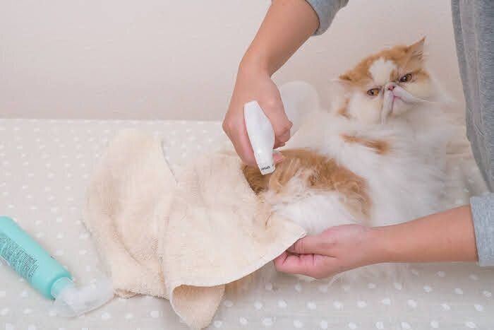 お尻をお手入れしている猫