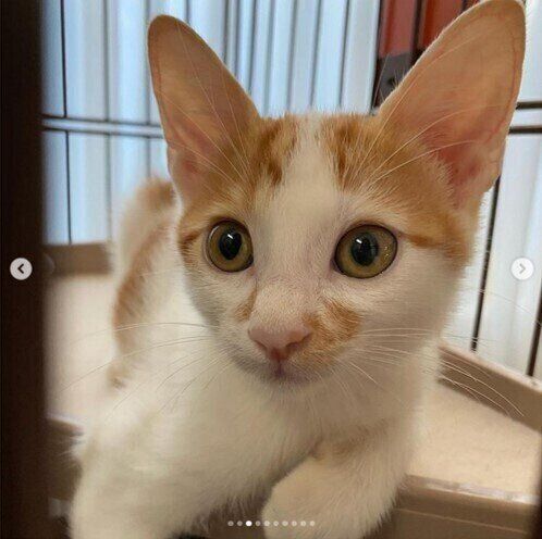 目を見開いている白茶猫のよいちくん