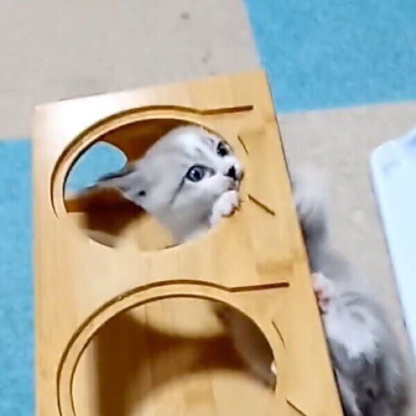 食器台をジャングルにする柱太郎くん