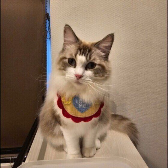 ラグドールのももくん