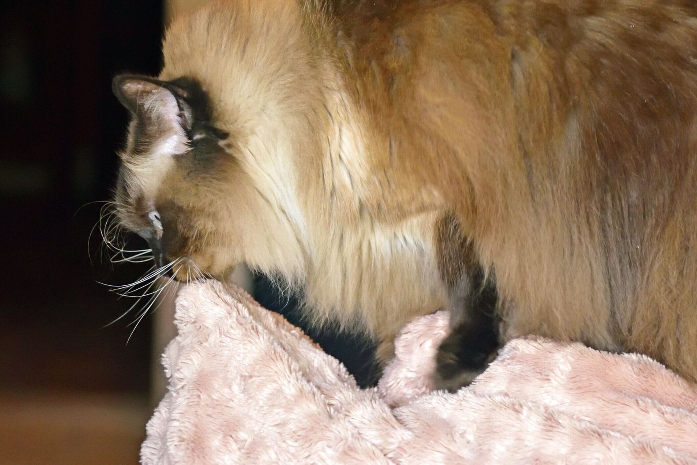 どの猫にも起こり得る問題行動 ウールサッキング を解説 ねこのきもちweb Magazine どの猫にも起こり得る問題行動 ウールサッキング を解説 ねこのきもちweb Magazine
