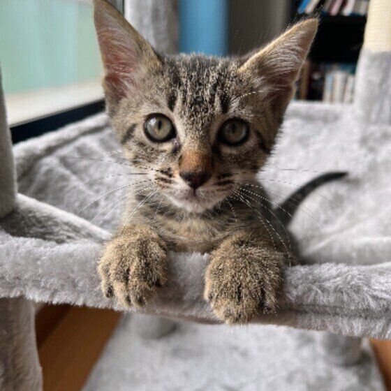 MIXキジトラのトムくん