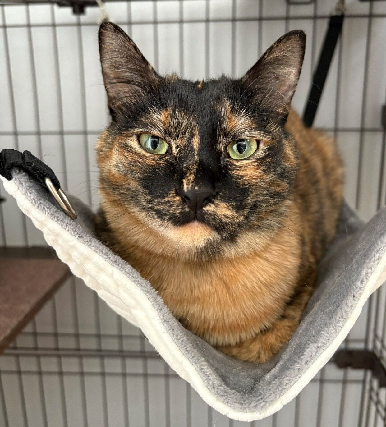 くつろぐネモちゃん