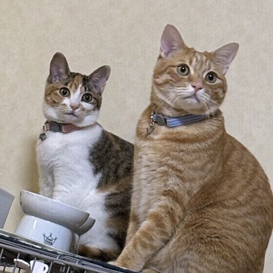 ご飯を待つミケ猫