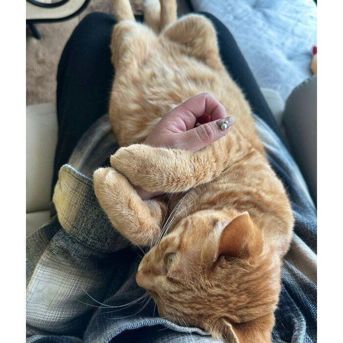 飼い主さんの膝に乗るこむぎちゃん