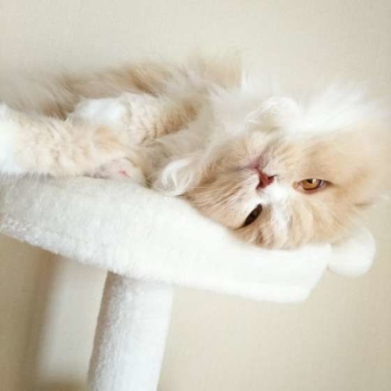 見つめるスコティッシュフォールド・ロングヘア