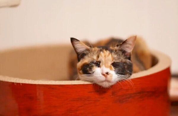 眠るひじきちゃん