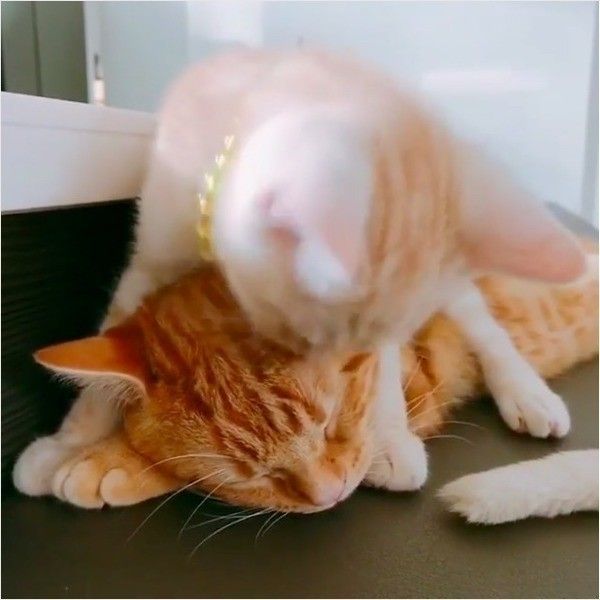 なめなめニャンコ