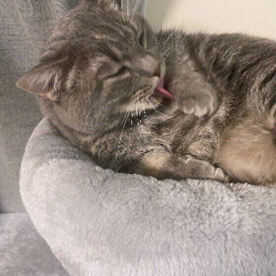 グルーミングをするマンチカン