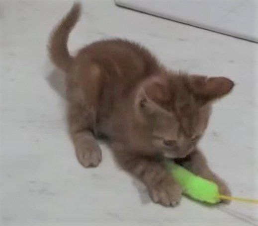 猫じゃらしと子猫