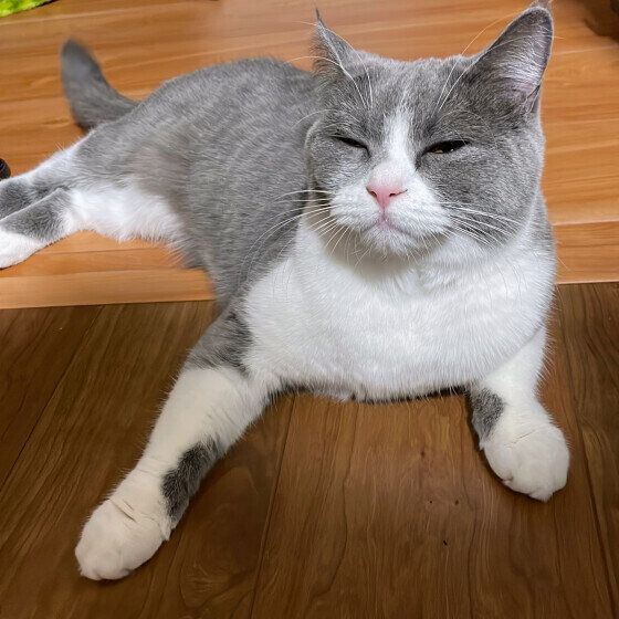 まばたきするブリティッシュショートヘア