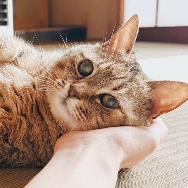 飼い主さんの手のひらに頭を乗せるまるちゃん