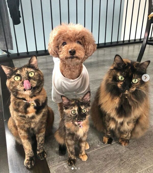 ちゅ〜るを食べる4姉妹