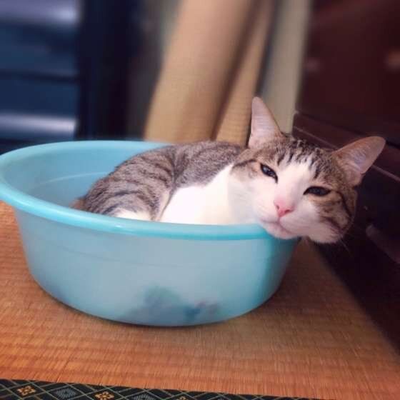 たらいに入る猫