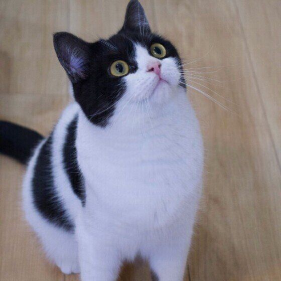 マンチカンのまるちゃん