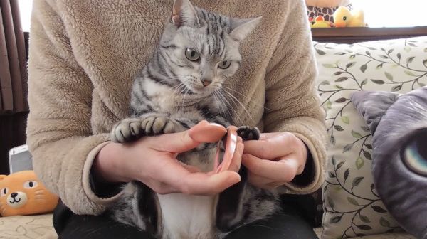爪切りが嫌いな猫