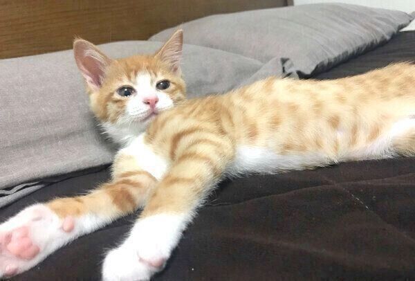 まったりするいなりくん