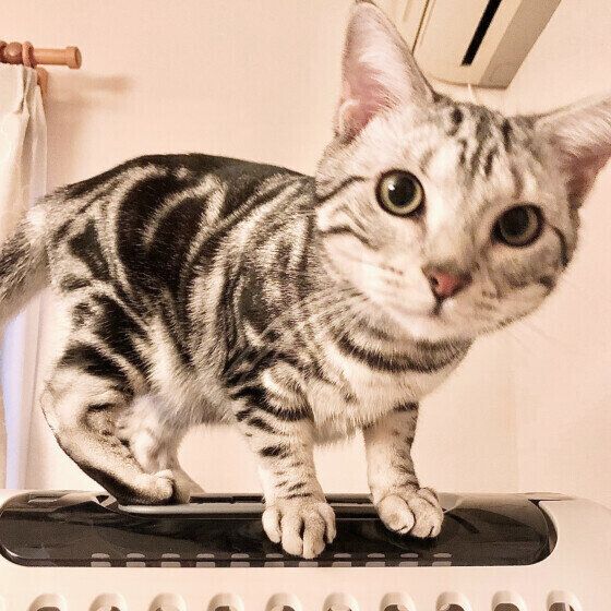 アメリカンショートヘアのパンチョくん