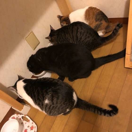 みんなで仲良くご飯タイム♡