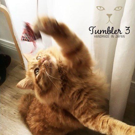 おもちゃに飛びつくホタテくん