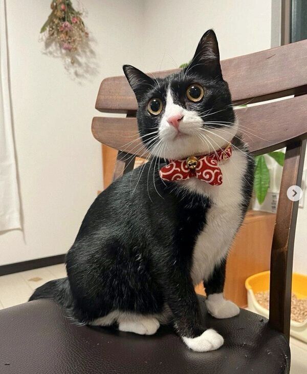 オスワリするぽんずちゃん