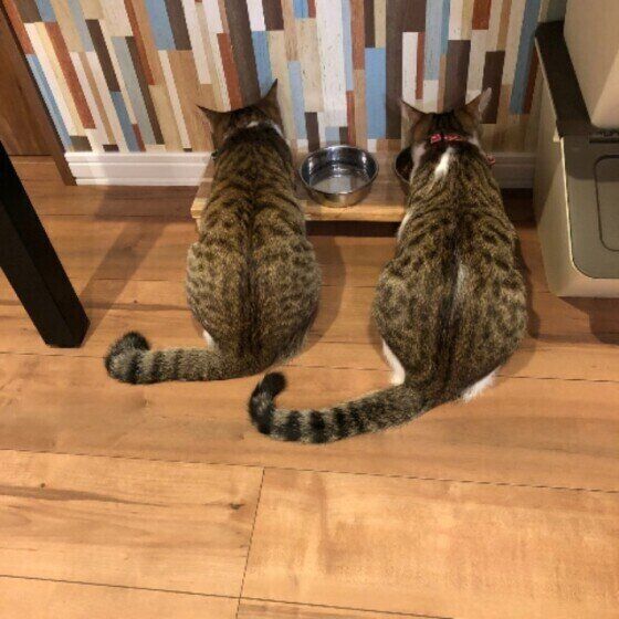 ごはんを食べる猫