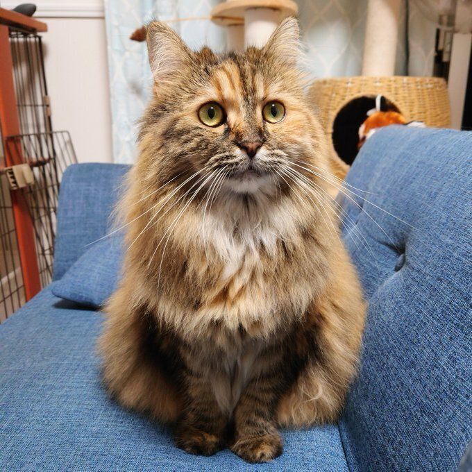 ソファの上に座るサイベリアン