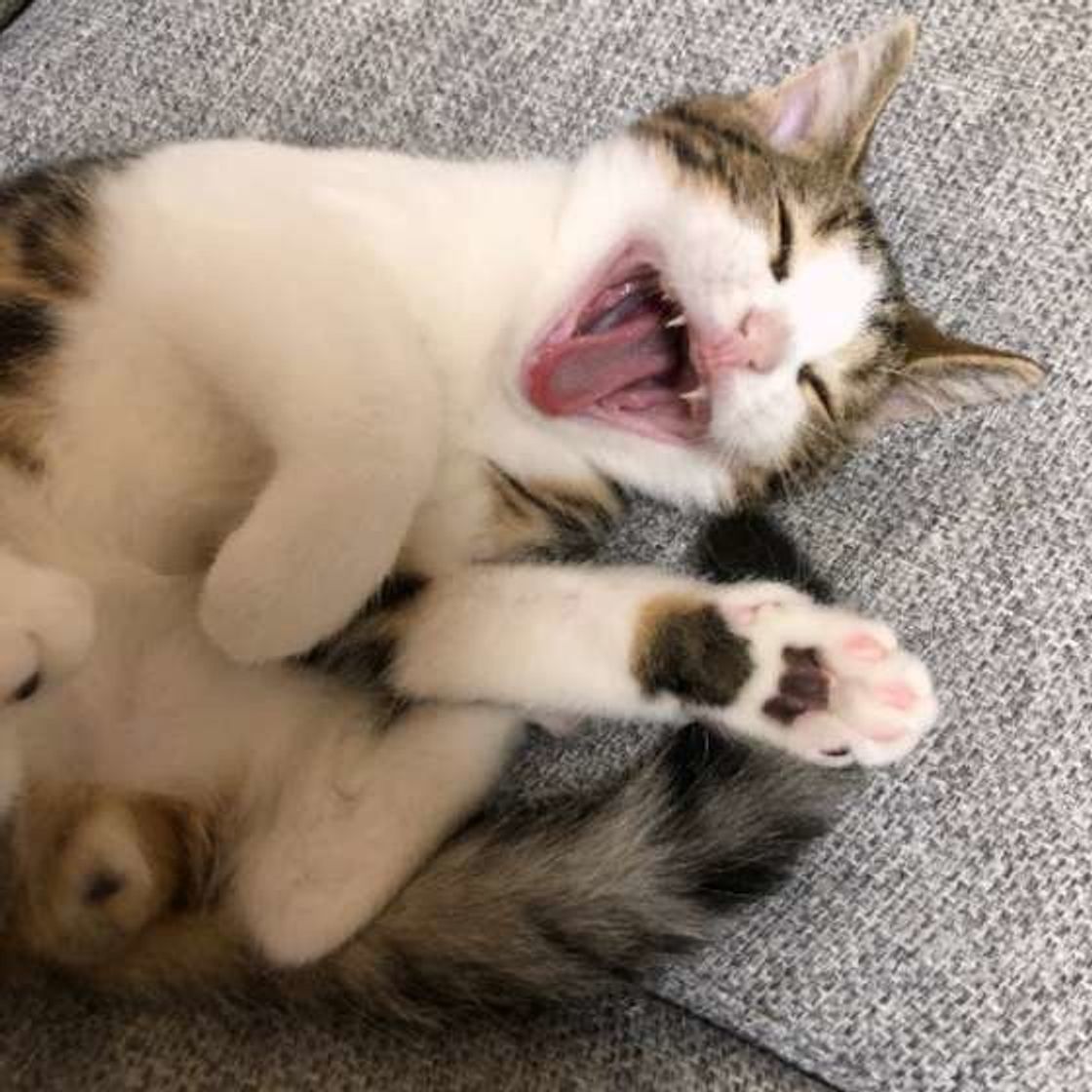 留守番が多い猫は注意かも 夜鳴き をする原因と対策 ねこのきもちweb Magazine 留守番が多い猫は注意かも 夜鳴き をする原因と対策 ねこのきもちweb Magazine