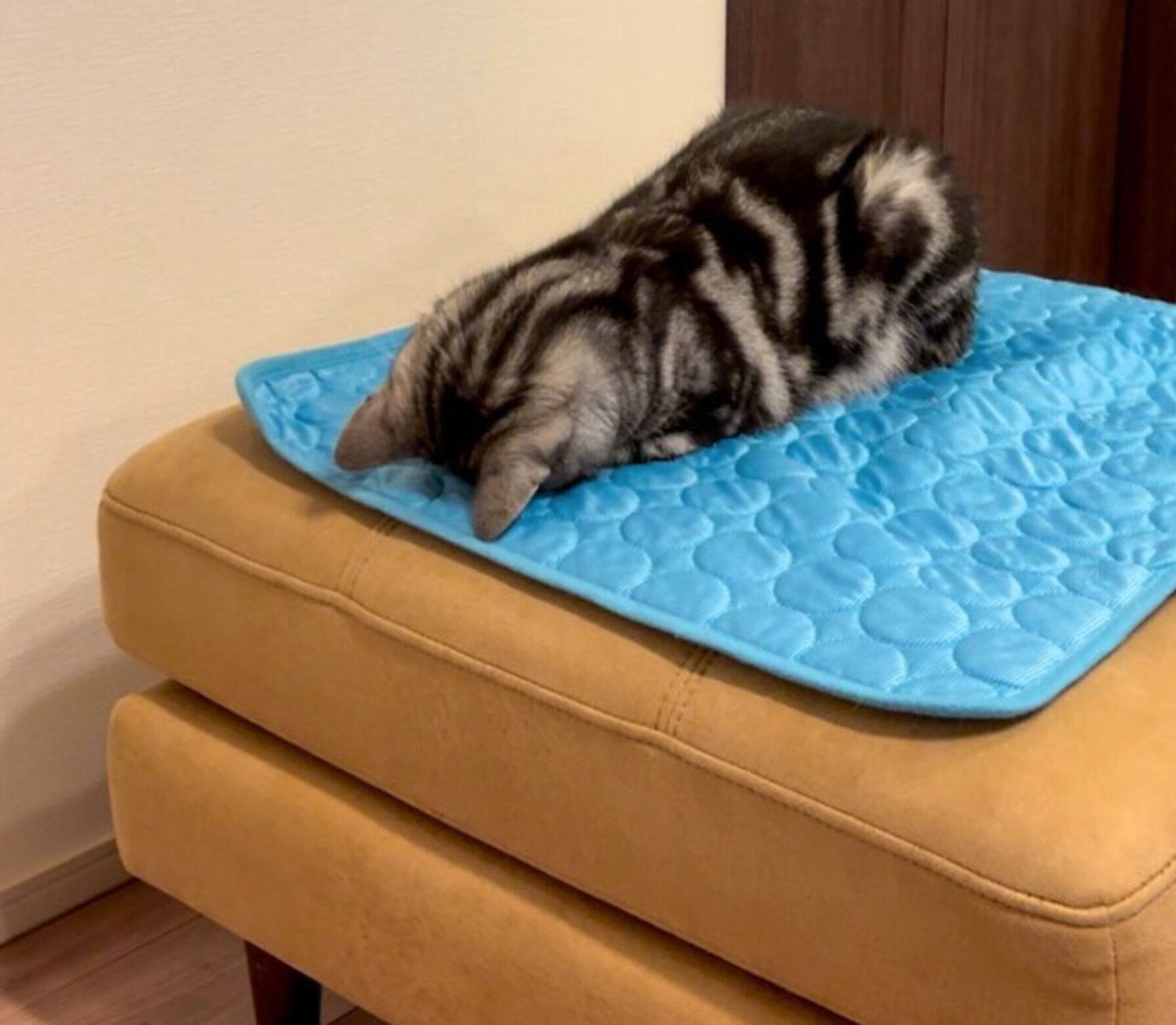 ごめん寝の体勢で眠るあんこくん