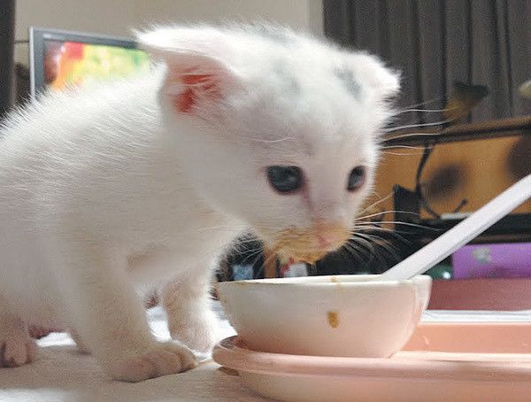 子猫のキトンキャップ