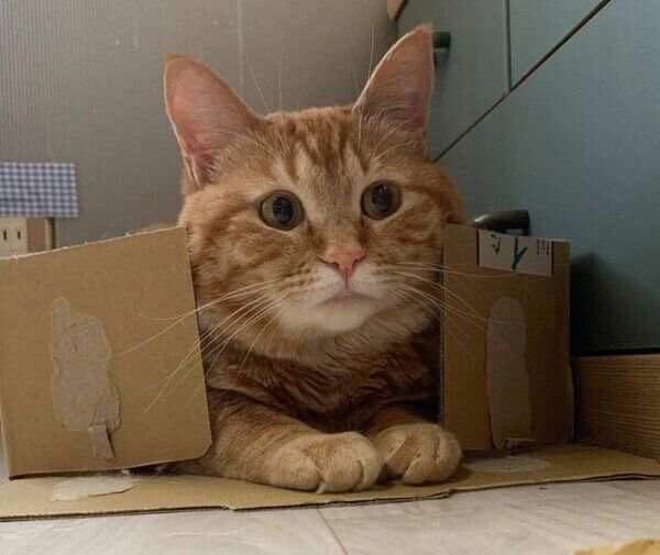 隠れたつもりのさっちゃん