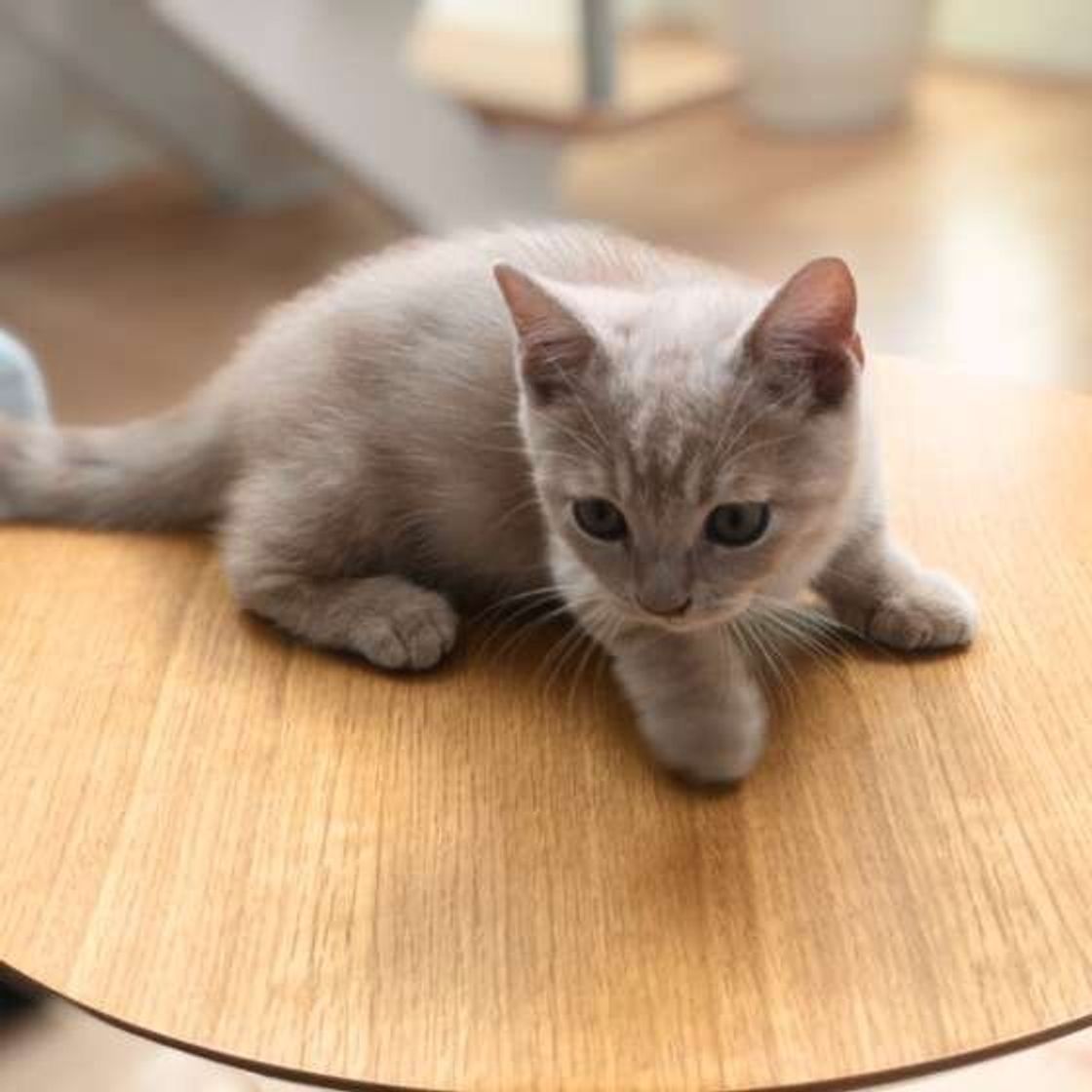 猫の 吐く を減らそう 猫のために飼い主さんができること ねこのきもちweb Magazine 猫の 吐く を減らそう 猫のために飼い主さんができること ねこのきもちweb Magazine
