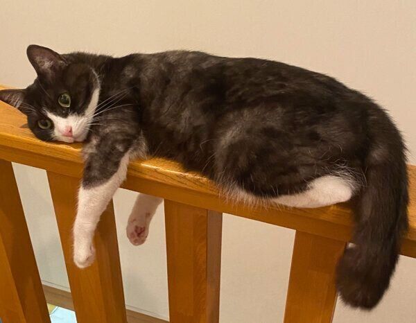 手すりで眠るちくわぶちゃん