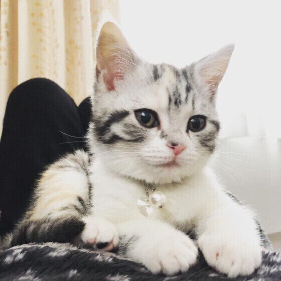 スコティッシュフォールドのキキちゃん