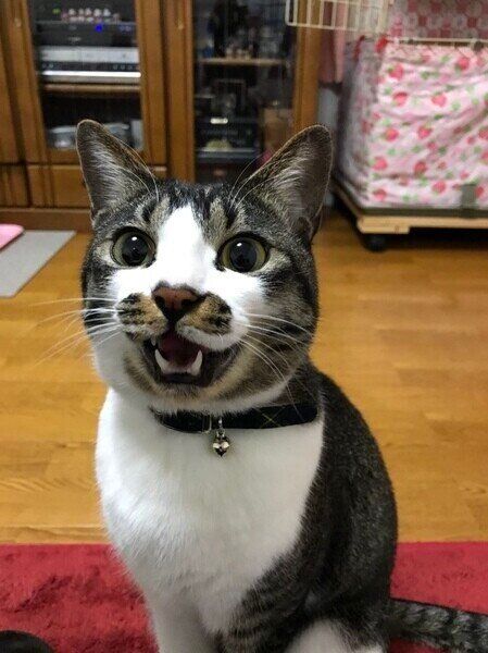 目をまん丸にして、にゃと鳴く