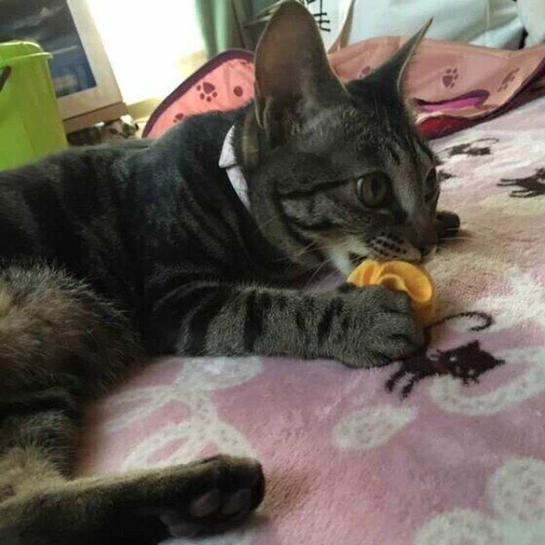 猫に 電気コード をかじられた体験のある飼い主は2割 かじる原因と対策は ねこのきもちweb Magazine 猫に 電気コード をかじられた体験のある飼い主は2割 かじる原因と対策は ねこのきもちweb Magazine