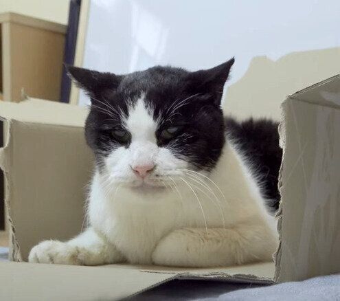 おじいちゃん猫の元気くん